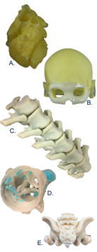 Modelos anatómicos impresos en 3D detallados